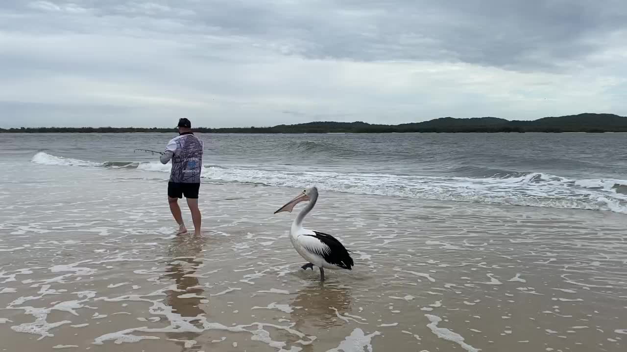 Amazing view, Big birds, Fish