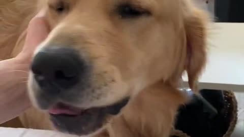 Funny golden retriever