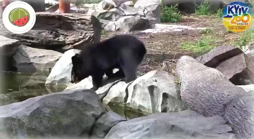 The watermelon season has started at the Kyiv Zoo