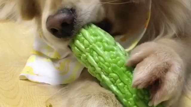 Dogs love the taste of bitter gourd