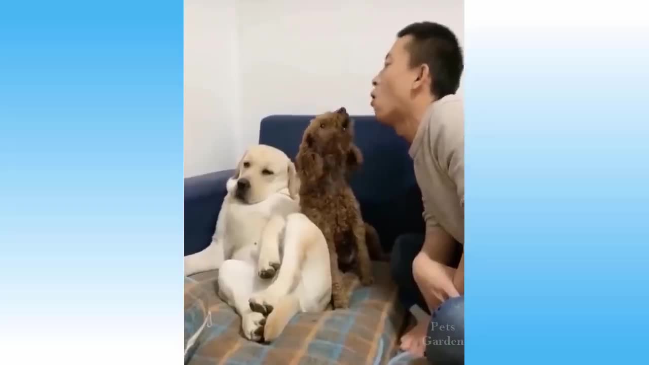 EXCITING FUNNY CAT VIDEOS