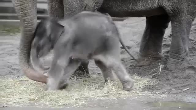 Three years of baby elephant Lily in two minutes