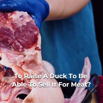 🦆🌿 Duck Farming FAQs 🌿🦆