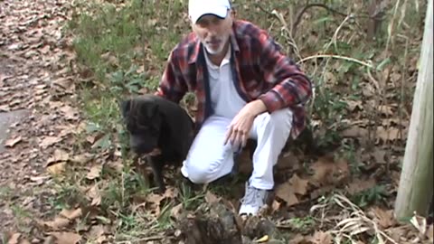 WOOD Kill A Tree Stump With Copper