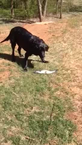 Patient Labrador Goes Fishing For Catfish In A Pond