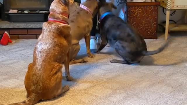 the Mutts with Butts only perform when they want