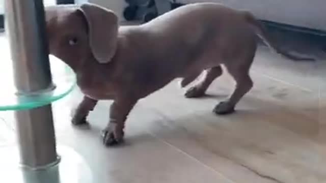 6.Sausage running 😂