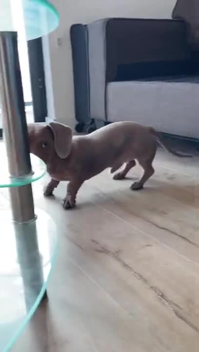 6.Sausage running 😂