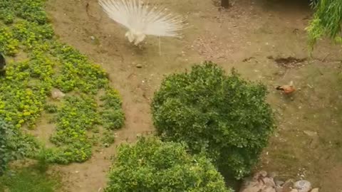 beautiful white peacock