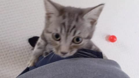 Cute Kitten Climbing Up Leg