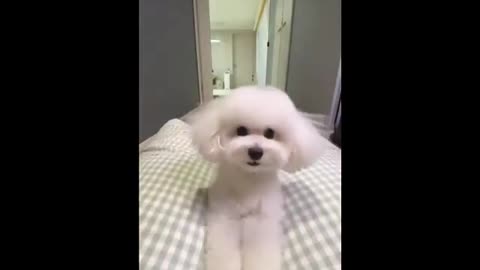 Funny Dogs Video 😍🐶Cute Dog