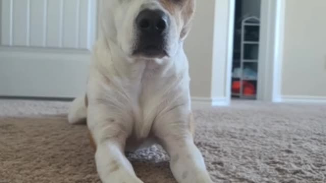 The most and cute funny dog sitting on the floor.