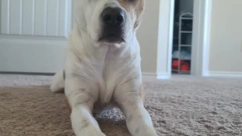 The most and cute funny dog sitting on the floor.