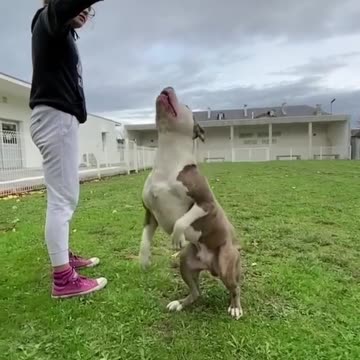 #staff #amstaff_love #americainstaff #americainstaffordshireterrier #