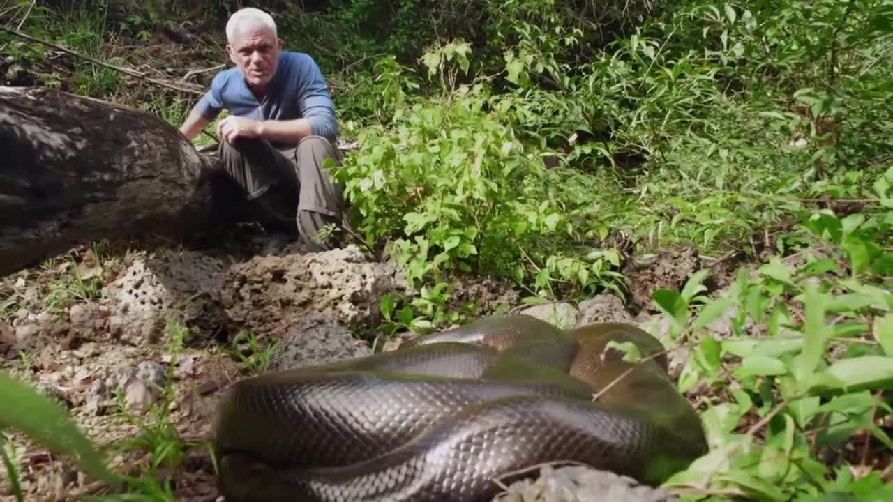 Encountering A MASSIVE Wild Anaconda _ SPECIAL EPISODE _ River Monsters