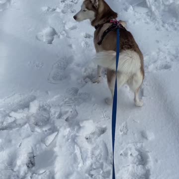 No Need To Walk if You Have a Husky