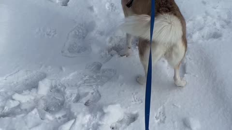 No Need To Walk if You Have a Husky