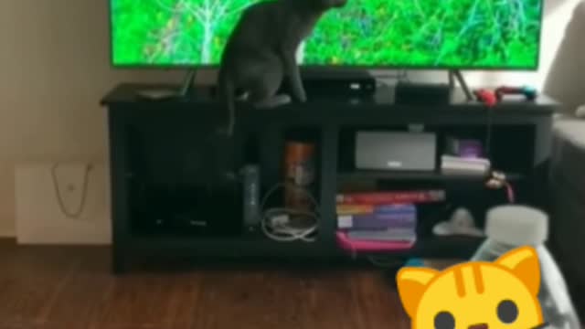 Cat attacked tv