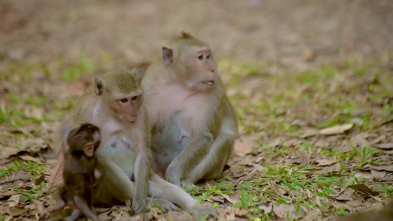 Funny Happy Monkey's Family Playing and eat some food-