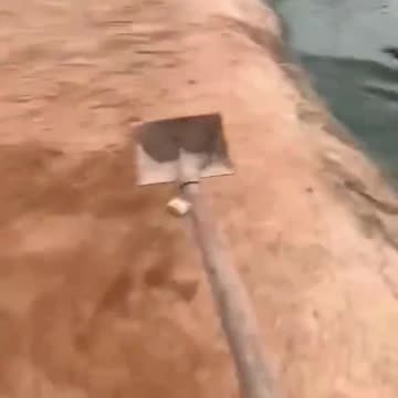 Alligator crocodile & shovel man