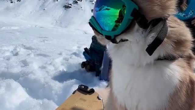 Cat became a Rock star rocking cat prank videos