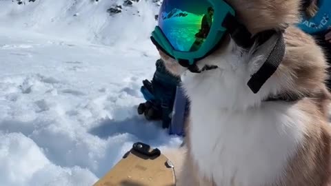 Cat became a Rock star rocking cat prank videos