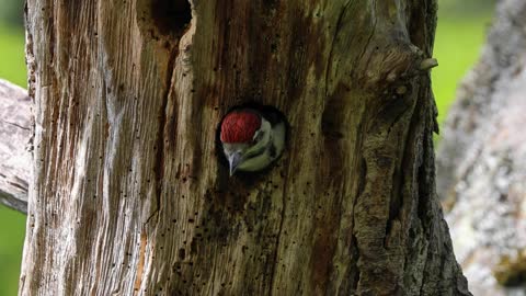 Great Spotted Woodpecker