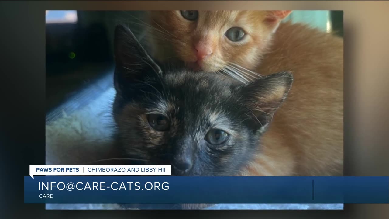 Paws for Pets: Chimborazo & Libby Hill, a terrific bonded pair who enjoy other cats!