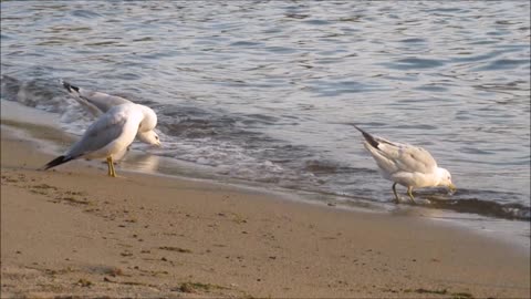 Seagulls .. see the beauty