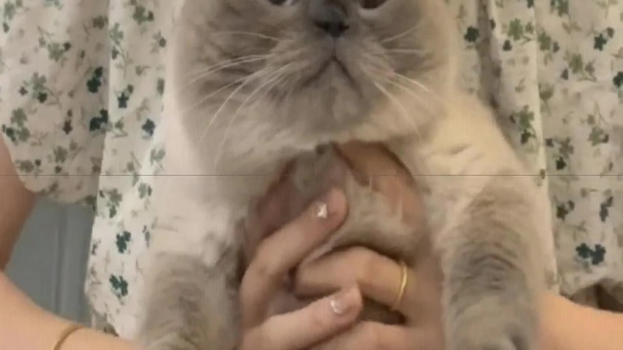 Such little kittens are even tastier 😋