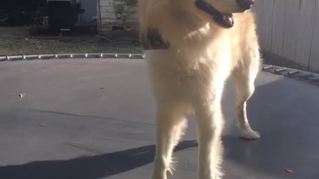 White dog slides across black trampoline