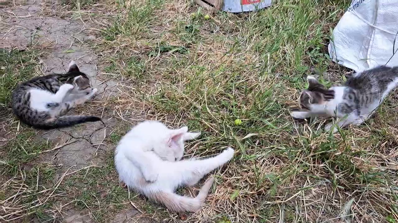 Can't get enough of looking at these cute kittens 🥰 Little kittens are playing.