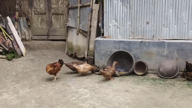 My animal video-cute animal video | best duck eating video.