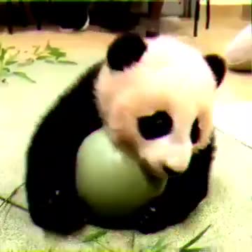 Funny Animals Videos