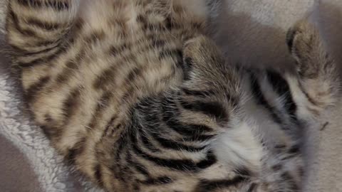 Sleeping kitten