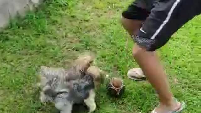 DOG TAKES THE BALL AND RUNS