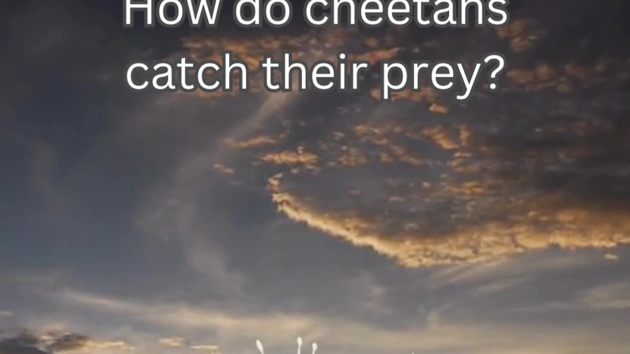 Cheetah Fact 6 - How do cheetahs catch their prey?