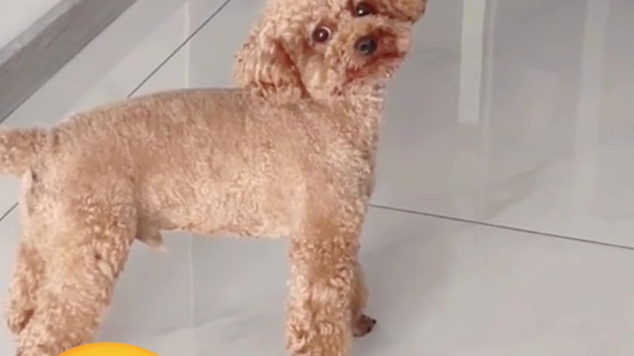 Funny Animal Video ! Short animal video ! Best funny animal video