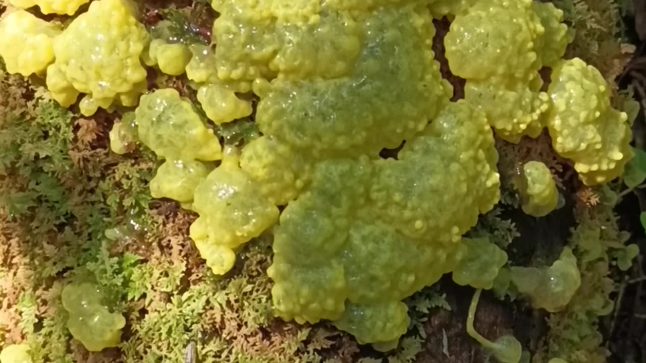 Dog Vomit Slime Mold