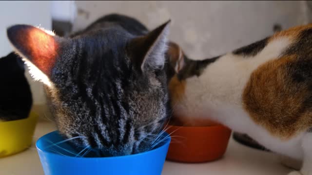 Stop eating, brother. Look at the camera. Forget it, I'll eat it too