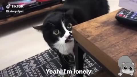 Cats talking !! these caaats can speak english better than hooman