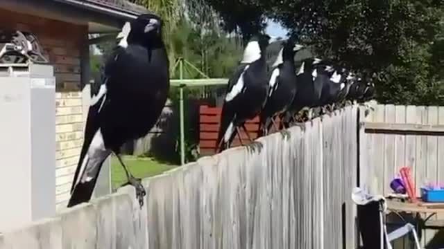 Singing birds is just close to your bedroom window