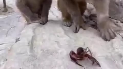 funny animal clips viral