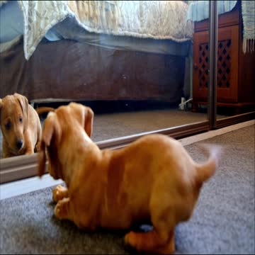 The dog plays with his reflection in the mirror