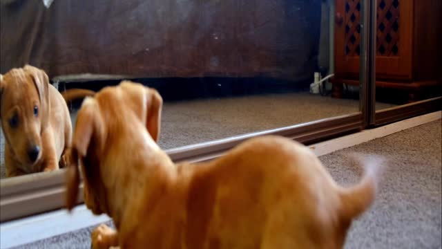 The dog plays with his reflection in the mirror