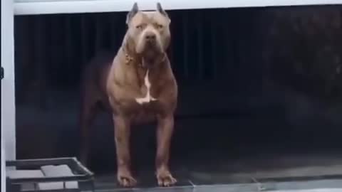 American bully bite the boy holding the camera😰😨