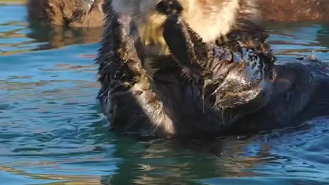 Sea Otter Mothers Lick & Fluff A newborn For Hrs..After Grooming The Pup’s Fur Retains So Much Air The Pup Floats Like Cork & Cannot Dive