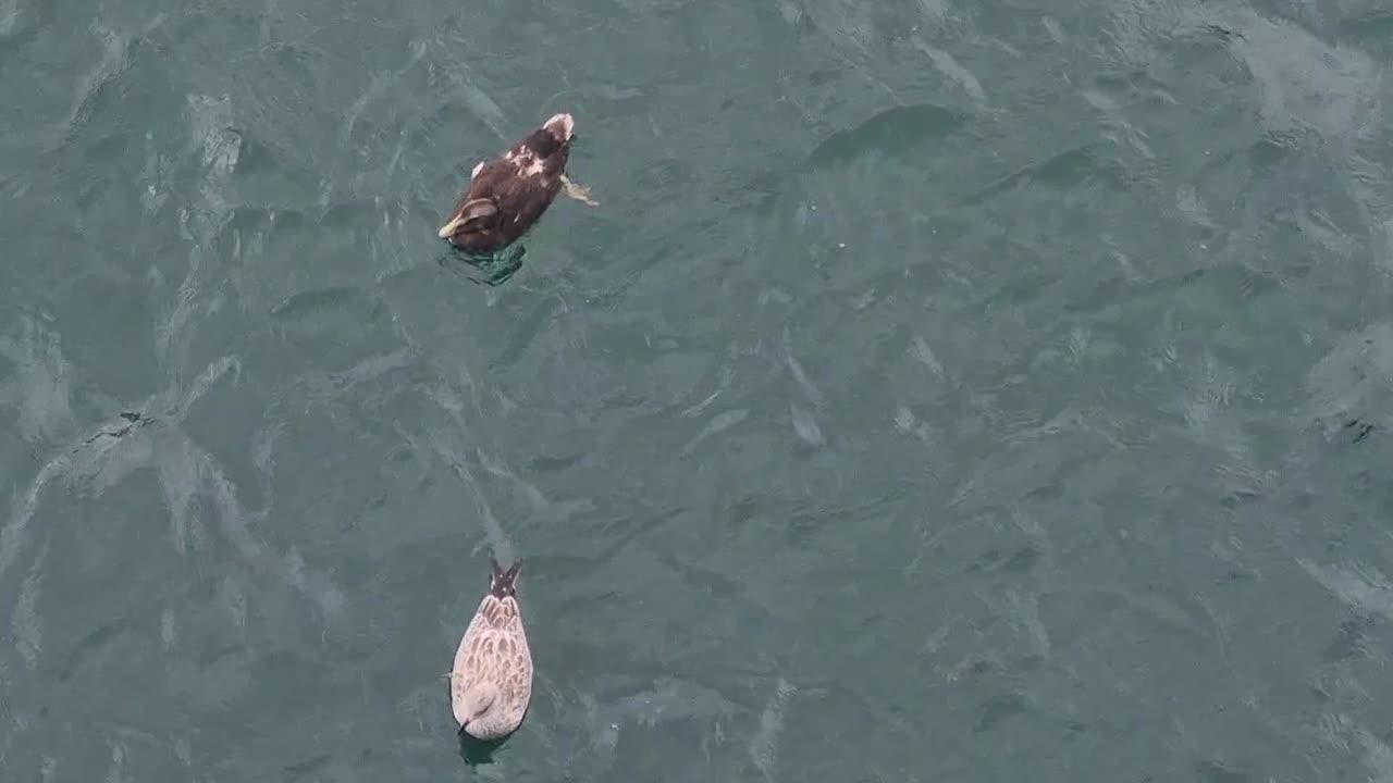 Common Eider Duck In North Wales