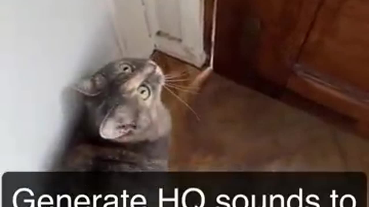 Sounds that attract cat