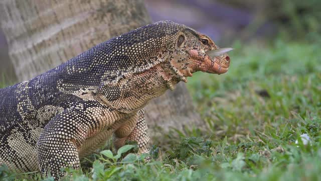 Komodo dragon eating fish hd